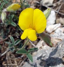 Image result for Argyrolobium rupestre