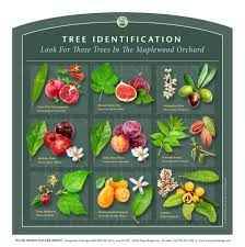 We are located in beautiful brentwood, california. Pdns Tree And Leaf Identification Guide Parts Of Tree Anatomy Outdoor Interpretive Signs Pulse Design Outdoor Interpretive Signs