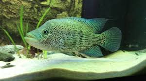 Check spelling or type a new query. 10 Daftar Ikan Peliharaan Termahal Nomor 1 Miliaran Rupiah Okezone Economy