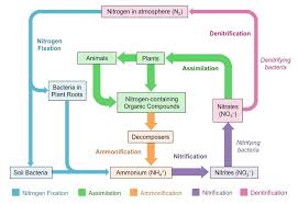 Nitrogen Cycle Bioninja