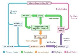 nitrogen cycle bioninja