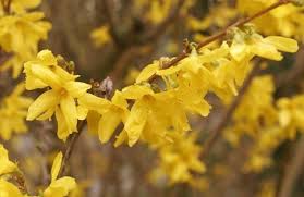 Forsythien Tipps Zum Schneiden Und Pflegen Garten Gartentipps Straucher Garten