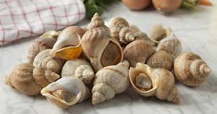 Comment Cuire Des Bulots Fruits De Mer Bigorneaux Anaca3