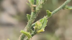 Image result for Hibiscus aponeurus