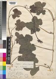 Image result for Lagenaria sphaerica