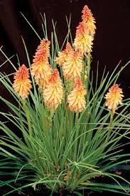 Image result for Kniphofia