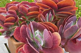 Colorful Pants Top 10 Colorful Succulents Birds Blooms Paddle Plant Planting Succulents Succulents