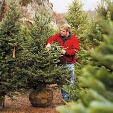 How To Pick The Perfect Christmas Tree Live Christmas Trees Christmas Tree Memories Real Christmas Tree
