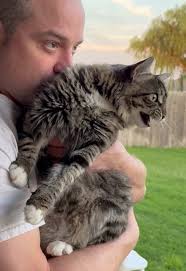 Captivating Chirping Moments with Funny Cats