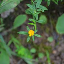 Image result for Stylosanthes