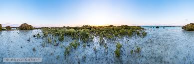 Image result for Halopyrum mucronatum