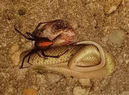 As for the question, what does a snake eat?—snakes, depending on their species, eat a variety of other creatures, from rodents to fish to other snakes. Photos Show Ambitious Redback Spider Eating Deadly Snake In Australia The Independent The Independent