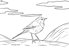 Vogelspielplatz, freisitz, freiflug landeplatz für wellensittich sie fressen und trinken. Tolle Malvorlage Bachstelze Vogel Kostenlose Ausmalbilder