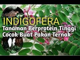 Check spelling or type a new query. Bibit Indigofera Semarang Ø§Ù„Ù…Ù†Ø´ÙˆØ±Ø§Øª ÙÙŠØ³Ø¨ÙˆÙƒ