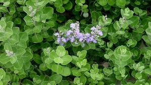 Image result for Vitex obovata