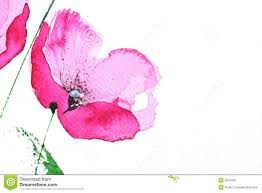 Watercolour Pink Poppy Flower Watercolor Poppies Floral Watercolor Floral Painting