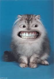 21 Animals With Human Teeth That Are So Weird I Want To Give Them A Dental Plan