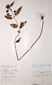 Image result for Haumaniastrum villosum