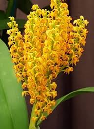 Image result for Polystachya