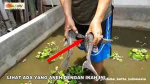 Tafsir mimpi menangkap ikan menurut islam. Menangkap Ikan Sapu Sapu Dari Kolam Youtube