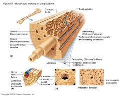 The compound microscope is more complicated than just a microscope with more than one lens. Microscopic Anatomy Of Compact Bone Anatomy Drawing Diagram