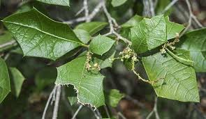 Image result for Alchornea occidentalis