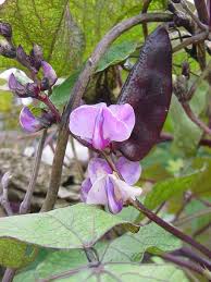 Image result for Lablab purpureus