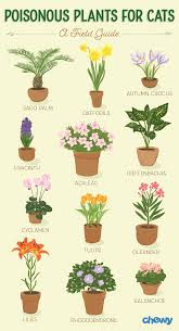 Which Plants Are Poisonous To Cats A Complete Guide In 2020 Cat Plants Plants Poisonous Plants