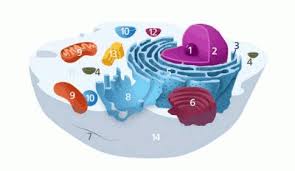Umumnya sel hewan adalah suatu bagian organel paling kecil yang mempunyai selaput tipis. Organel Sel Hewan Gambar Struktur Beserta Fungsinya Lengkap Baca Coding