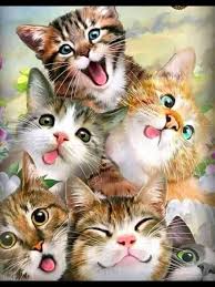 Pin Di Antonella Cappelli Su Buongiorno Gattini Divertenti Compleanno Gatti Gattini