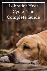 Pin On Labrador Health