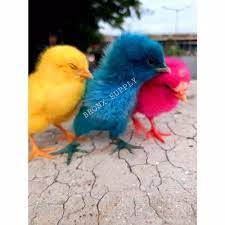 Anak ayam beli ayam pelangi ayam warna warni lagu ayam tekotek ayam lucu ayam imut. Jual Anak Ayam Warna Warni Lincah Jakarta Timur Burung Puyuh Kecil Tokopedia