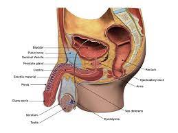 The best indication is a test called psa velocity testing. Sex And The Prostate Overcoming Erectile Dysfunction When You Have Prostate Disease Harvard Health