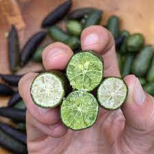 The 10 best penrith hotels. Caviar Lime Finger Lime Box Miami Fruit