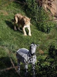 Abena Hunts Fake Zebra John Ball Zoo Zebra Animals Lions