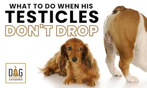 The fact that dogs have proven so effective in terms of cancer detection means that they could play a huge part in the future of cancer diagnosis however, at the same time, if your dog is trying to tell you something, you cannot afford to ignore the signs. How To Tell If A Dog Has Testicular Cancer
