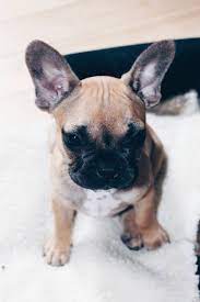 5 facts uber die franzosische bulldogge mocca the pawsome tyroleans franzosische bulldogge bulldogge franzosische bulldoggenwelpen