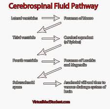 Csf Flow Diagram Yahoo Search Results Yahoo Search Results