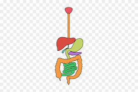 What happens when you eat? Organ Human Digestive System Digestion Apparato Digerente Illustration Free Transparent Png Clipart Images Download