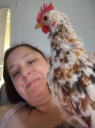 Four-year-old nephew dresses rooster in scarf