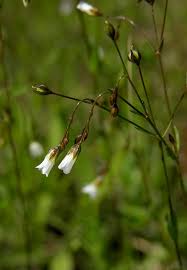 Image result for Linum volkensii