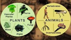 Maybe you would like to learn more about one of these? In Focus Classifying Living Things The How And Why Of The Five Kingdom Classification Video Teaching Resources Clickview