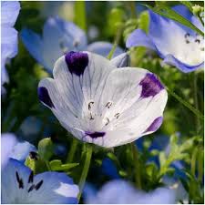 Image result for Cleome maculata