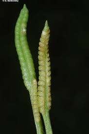 Image result for Ophioglossum thomasii