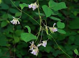 Image result for Amphicarpaea africana