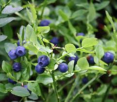 There are, roughly, twenty thousand different types of flowering plants in north these flowering plants can be divided into three groups Bilberry Wikipedia