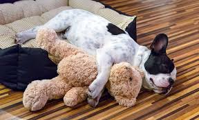 Choose from orthopedic dog beds with memory foam and top them with a throw blanket for the ultimate padded retreat. 4 Best Washable Dog Beds Keep Your Dog Comfy And Clean