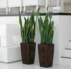 Tra le piante da interno fiorite più resistenti e facili da tenere e coltivare, sicuramente una delle più apprezzate, per la facilità di cura ed il suo profumo intenso la temperatura ideale per questa pianta da interni è intorno ai 21 gradi centigradi. 18 Piante D Appartamento Che Non Richiedono Manutenzione Guida Giardino