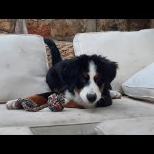 Berner sennenhund gewicht berner sennenhund charakter wesen infos futalis de, berner sennenhund hunderasse mit bild info temperament this berner sennenhund gewicht graphic has 20 dominated colors, which include dim gray, russian green, spanish gray, mine shaft. 1qscq8pfck6ipm