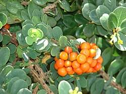 Image result for Synandrodaphne paradoxa